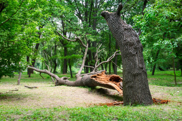 Best Hazardous Tree Removal  in Merian, ID