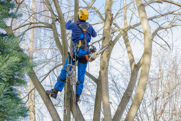 Best Arborist Consultation Services  in Merian, ID