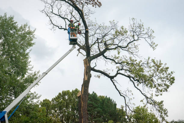 Best Commercial Tree Services  in Merian, ID