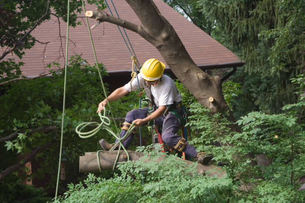 Best Firewood Processing and Delivery  in Merian, ID