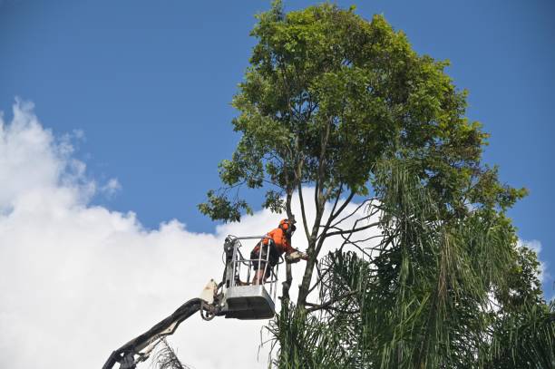 Best Residential Tree Removal  in Merian, ID